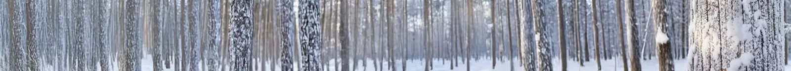 Verschneiter Winterwald als Hintergrund im Themenfeld Haus der Energie