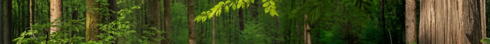 Blühender Wald als Hintergrund im Themenfeld Haus der Energie
